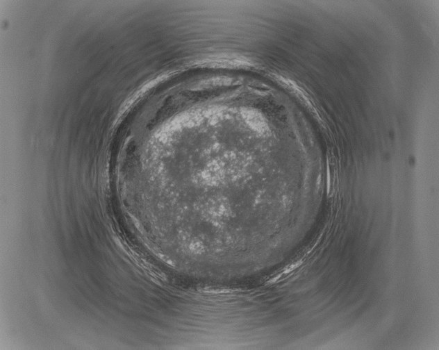 X0000081580531200702051241