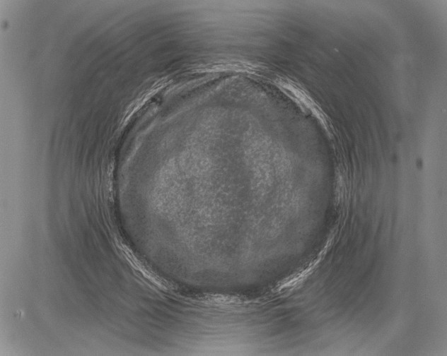 X0000081580585200702051241