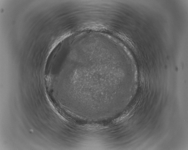 X0000081580630200702051240