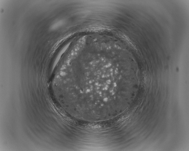 X0000081580640200702051240