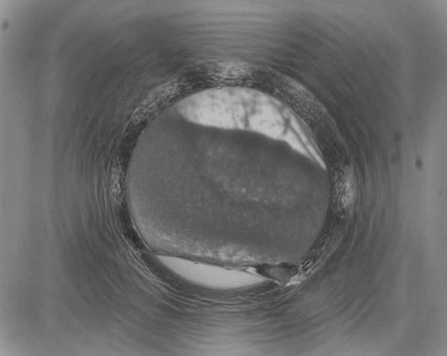 X0000081580654200702051240