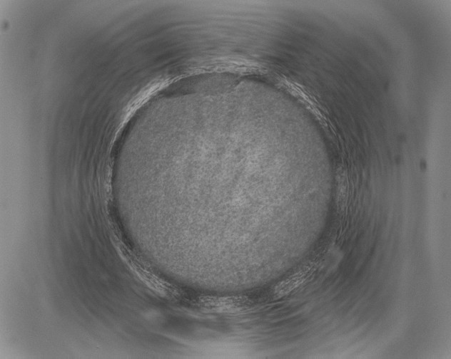 X0000081580679200702051240