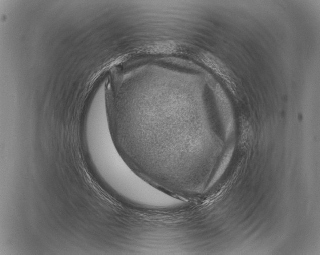 X0000081580681200702051240