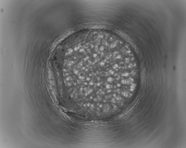 X0000081580721200702051238