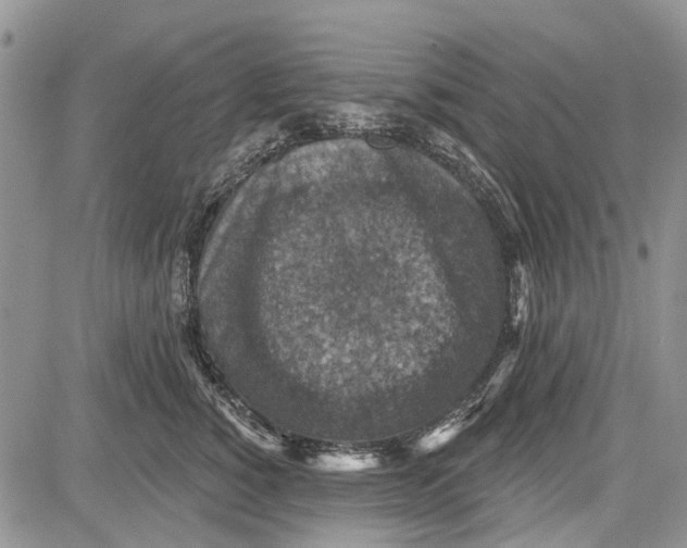 X0000081580760200702051239