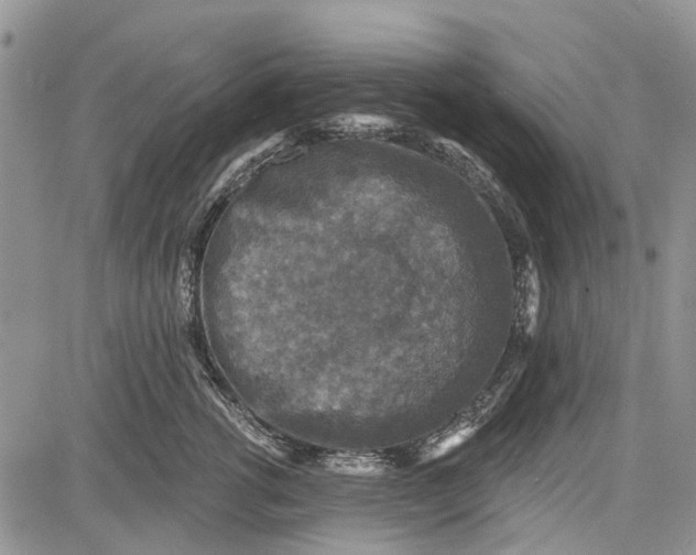 X0000081580762200702051239