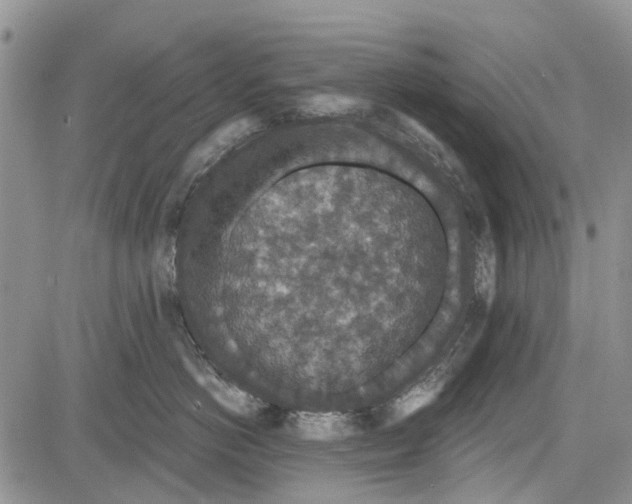 X0000081580766200702051239