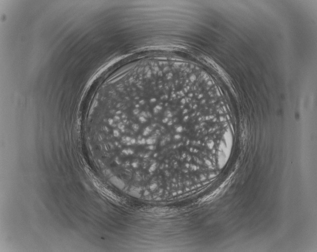 X0000081580779200702051238