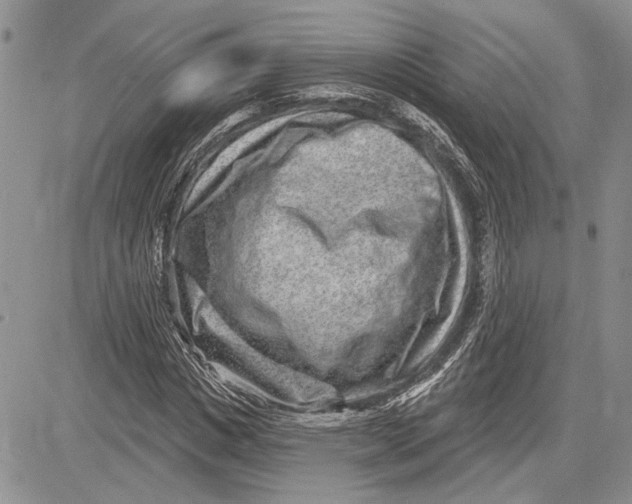 X0000081580825200702051237