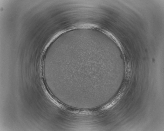 X0000081580851200702051237