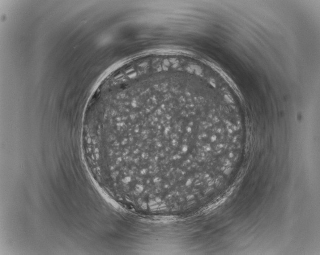 X0000081580853200702051237