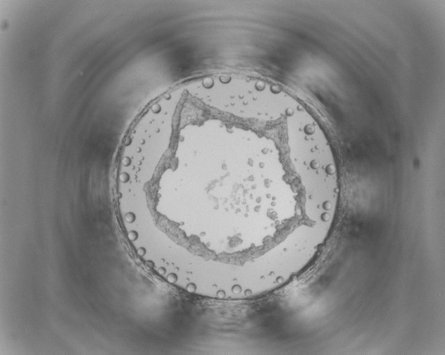 X0000081580856200702051237