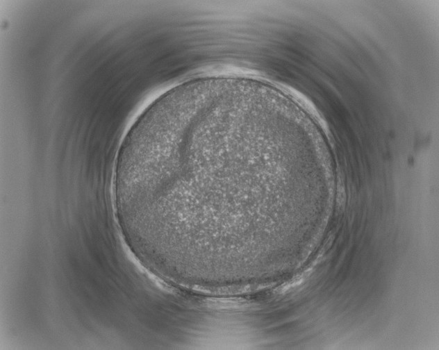 X0000081580863200702051237