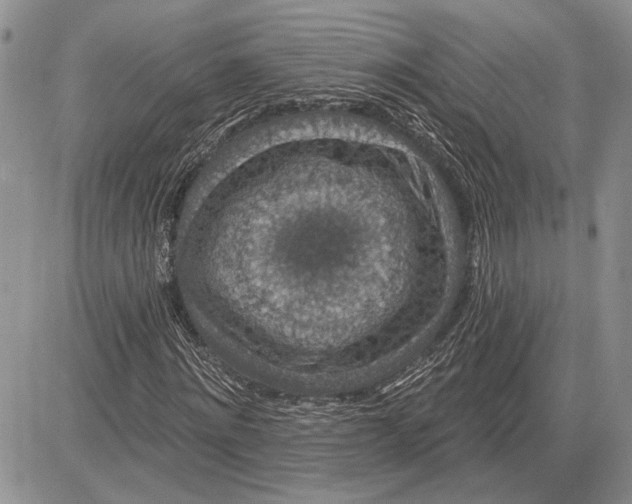 X0000081580868200702051237