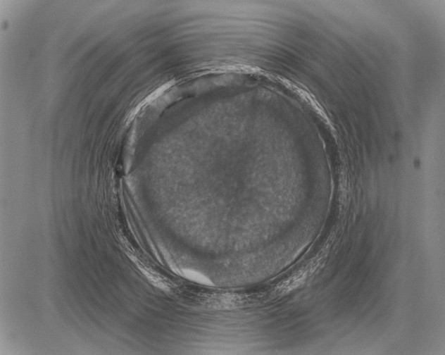 X0000081580881200702051236