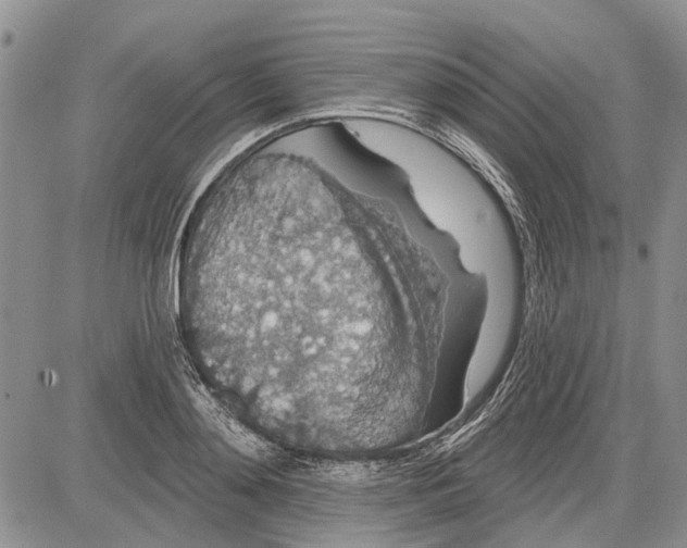 X0000081580892200702051236