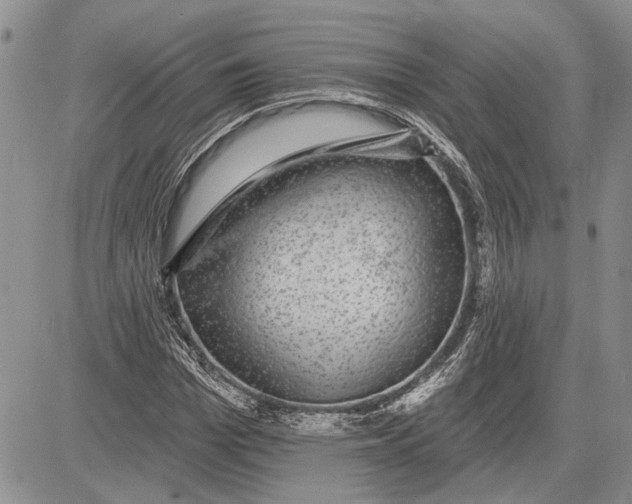 X0000081580969200702051235