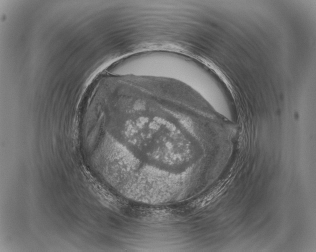 X0000081580975200702051235