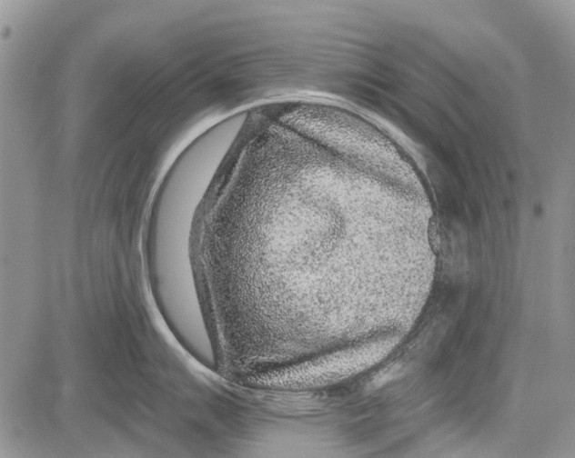 X0000081581007200702051234