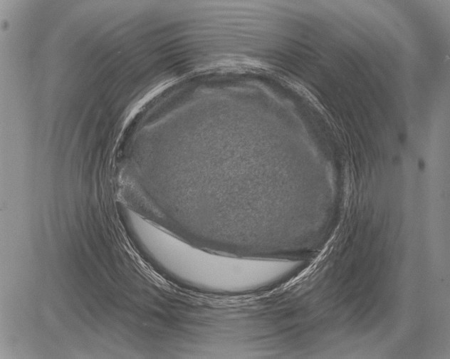 X0000081581018200702051234