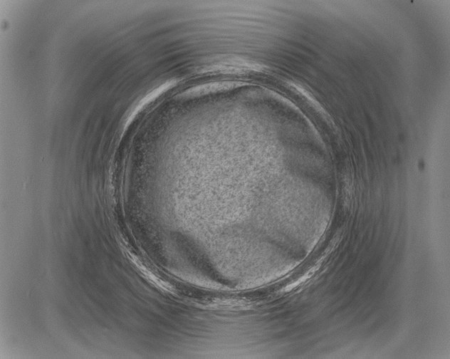 X0000081581026200702051234