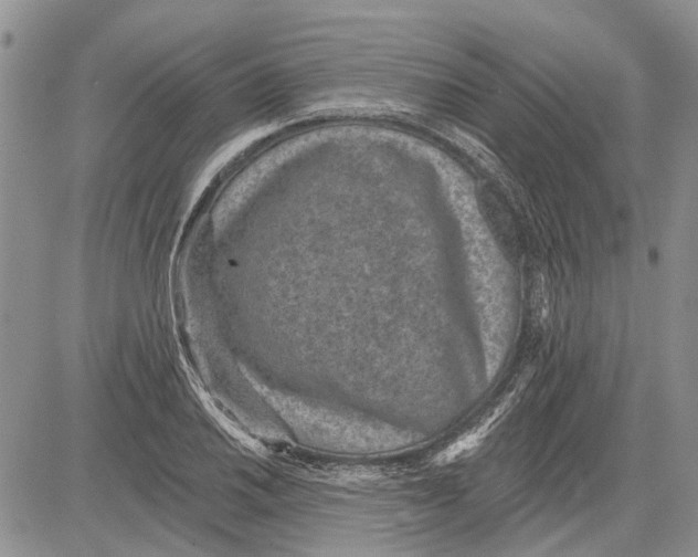 X0000081581030200702051234