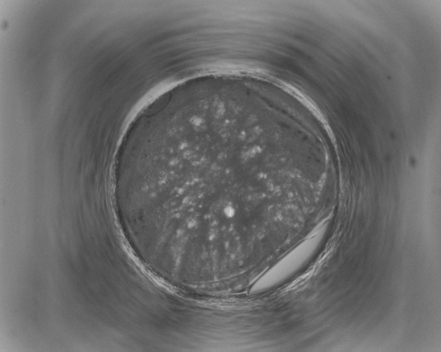 X0000081581045200702051234