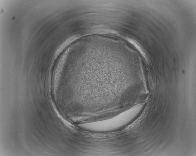 X0000081581046200702051234