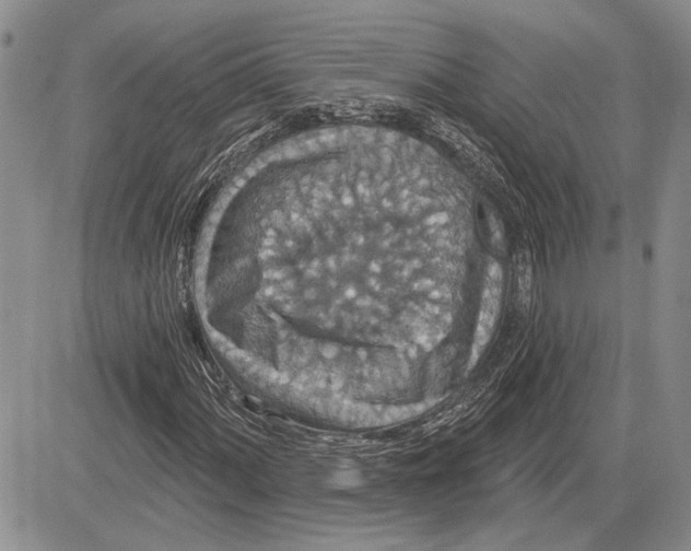 X0000081581060200702051233