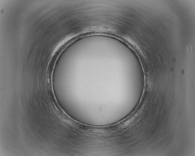 X0000081581070200702051233