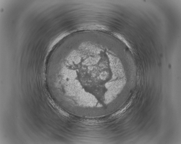 X0000081581071200702051233