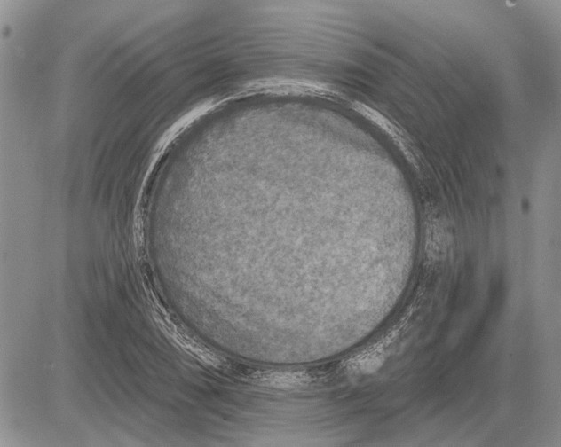 X0000081581074200702051233