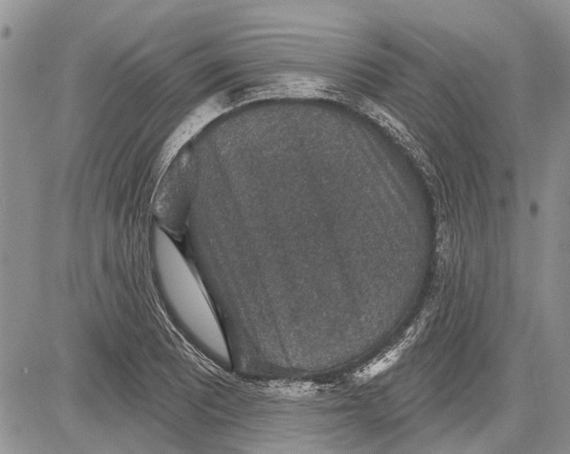 X0000081581081200702051233