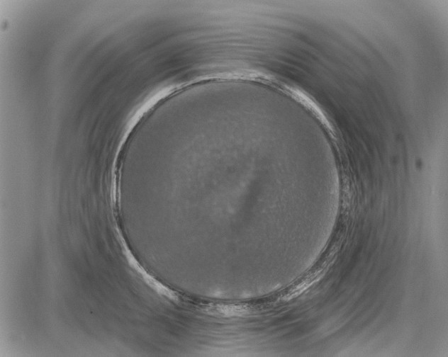 X0000081581095200702051233