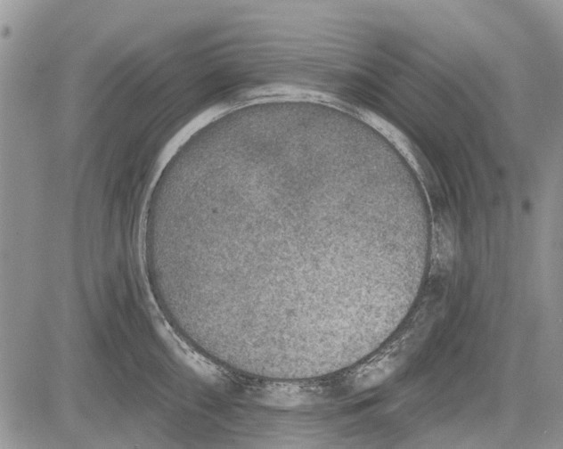 X0000081581098200702051233