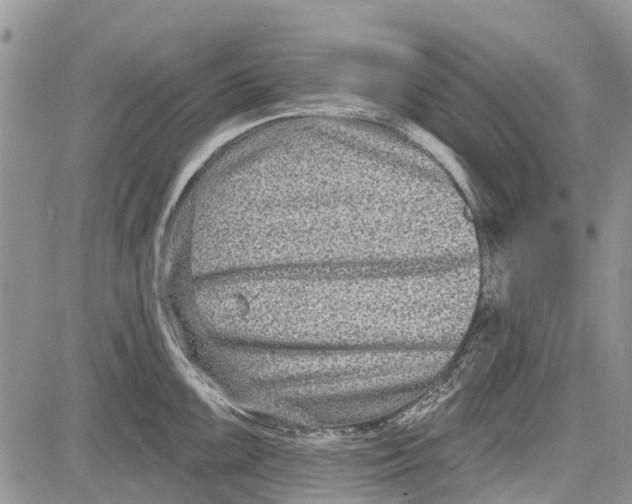 X0000081581099200702051233