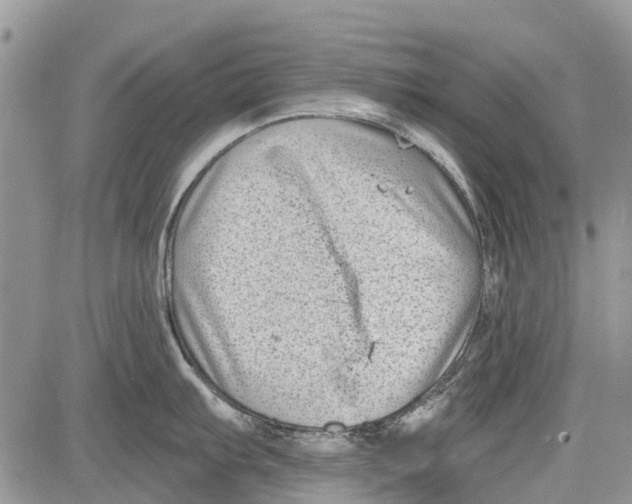 X0000081581103200702051233