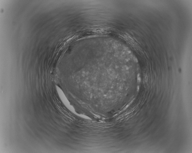 X0000081581106200702051232