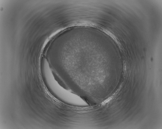 X0000081581120200702051232