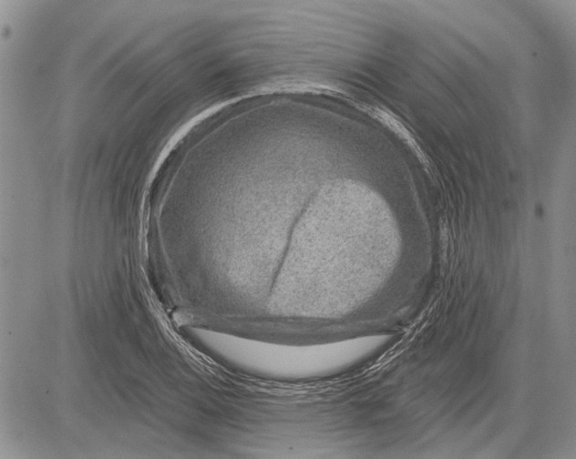 X0000081581124200702051232