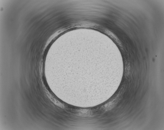 X0000081581130200702051232