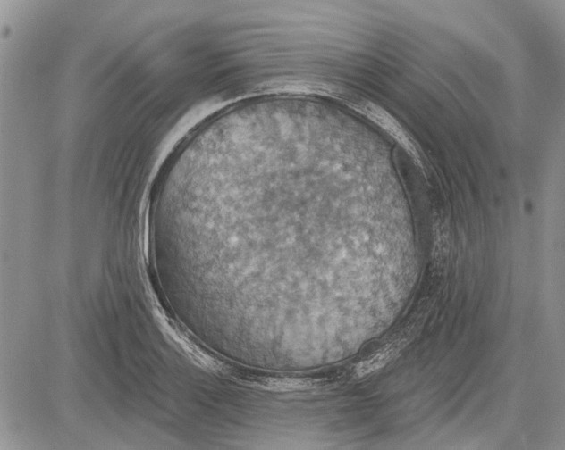 X0000081581132200702051232