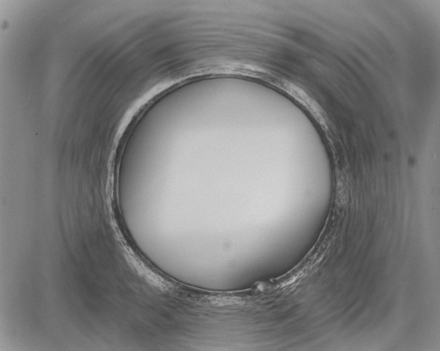 X0000081581136200702051232