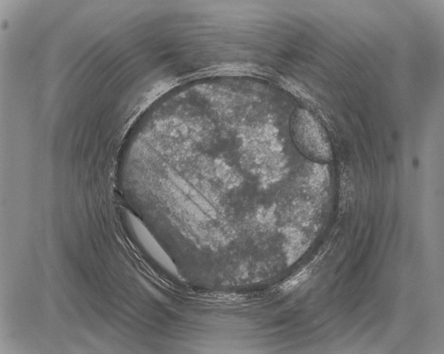 X0000081581170200702051232