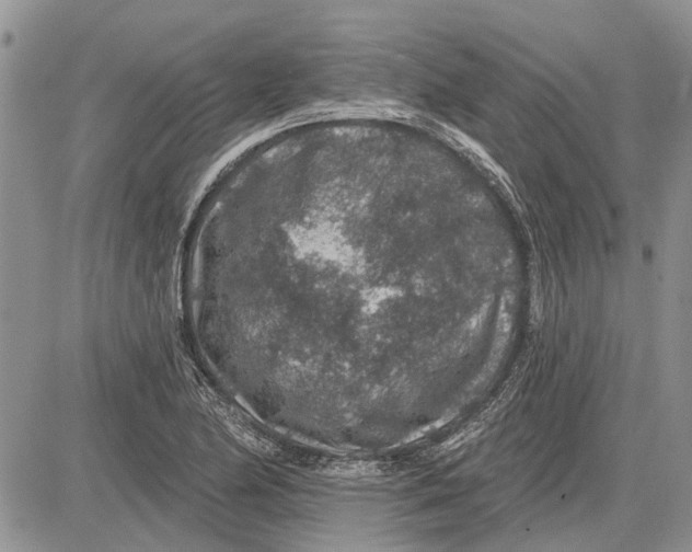 X0000081581174200702051232