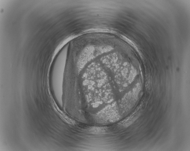 X0000081581179200702051232