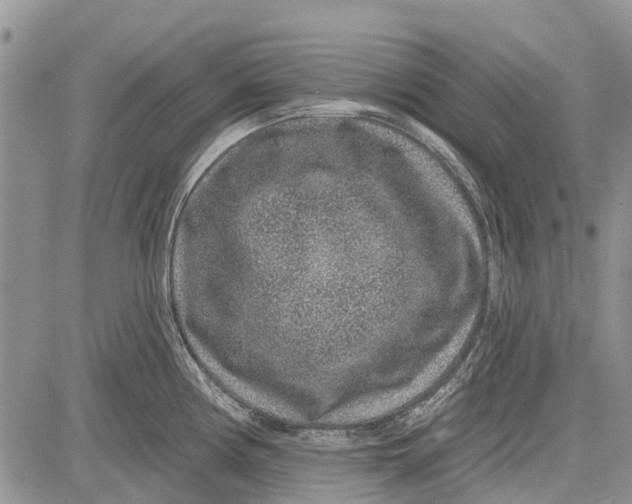 X0000081581194200702051231