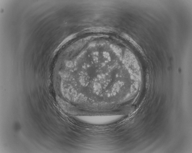 X0000081581213200702051231