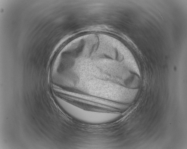 X0000081581224200702051231