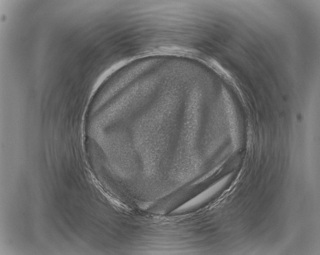 X0000081581230200702051231